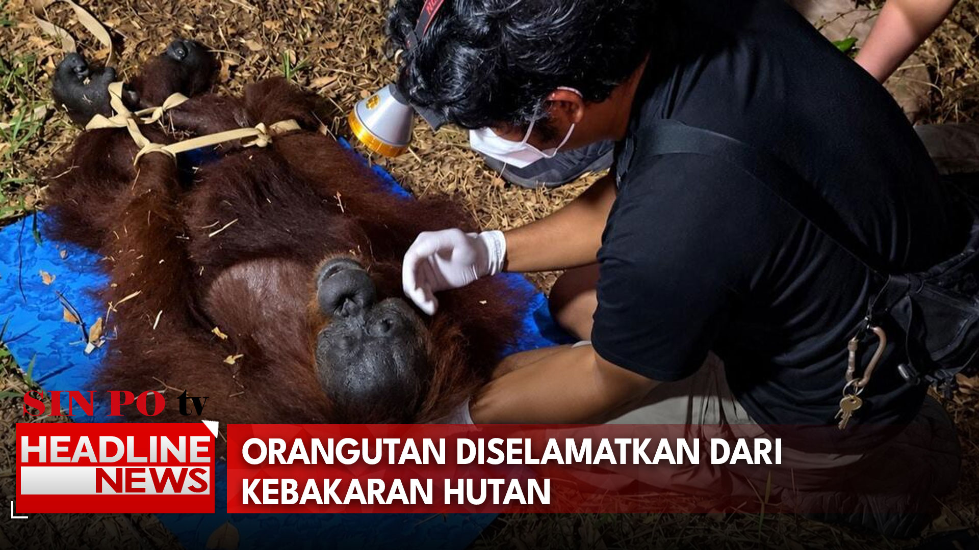Orangutan Diselamatkan Dari Kebakaran Hutan