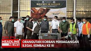 Orangutan Korban Perdagangan Ilegal Kembali ke Ri