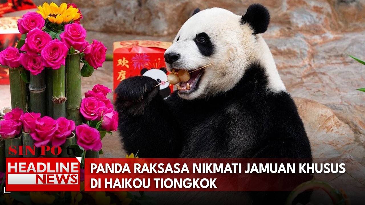 Panda Raksasa Nikmati Jamuan Khusus di Haikou Tiongkok