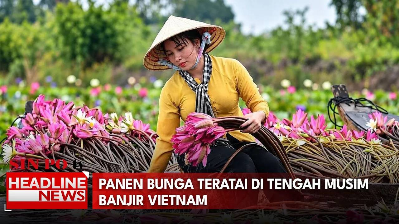 Panen Bunga Teratai di Tengah Musim Banjir Vietnam