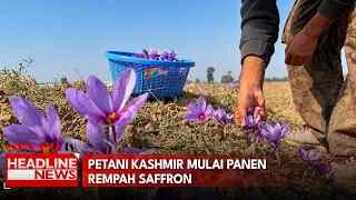 Petani Kashmir Mulai Panen Rempah Saffron