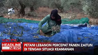 Petani Lebanon Percepat Panen Zaitun Di Tengah Situasi Keamanan