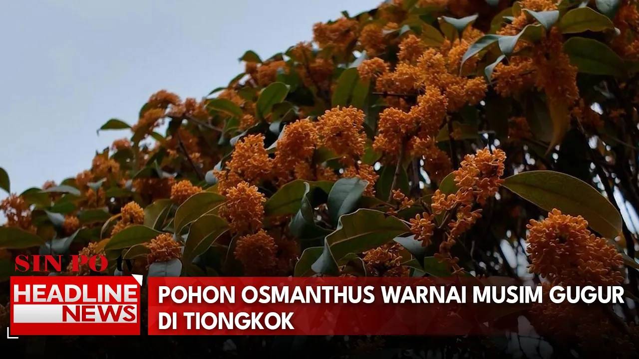 Pohon Osmanthus Warnai Musim Gugur di Tiongkok