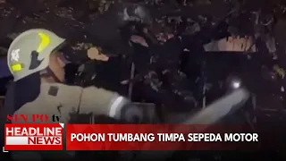 Pohon Tumbang Timpa Sepeda Motor