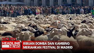 Ribuan Domba Dan Kambing Meriahkan Festival di Madrid