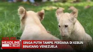 Singa Putih Tampil Perdana Di Kebun Binatang Venezuela