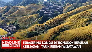 Terasering Longji di Tiongkok Berubah Keemasan, Tarik Ribuan Wisatawan