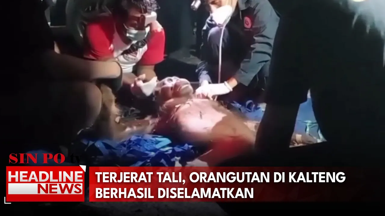 Terjerat Tali, Orangutan di Kalteng Berhasil Diselamatkan