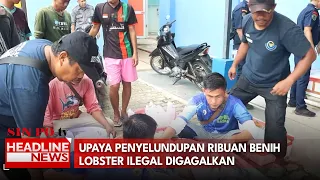 Upaya Penyelundupan Ribuan Benih Lobster Ilegal Digagalkan