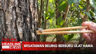 Wisatawan Beijing Berburu Ulat Hama